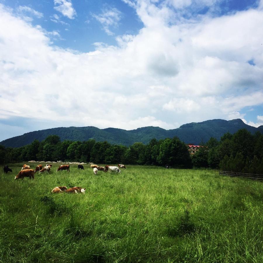Bran White Clouds House And Chalet 外观 照片